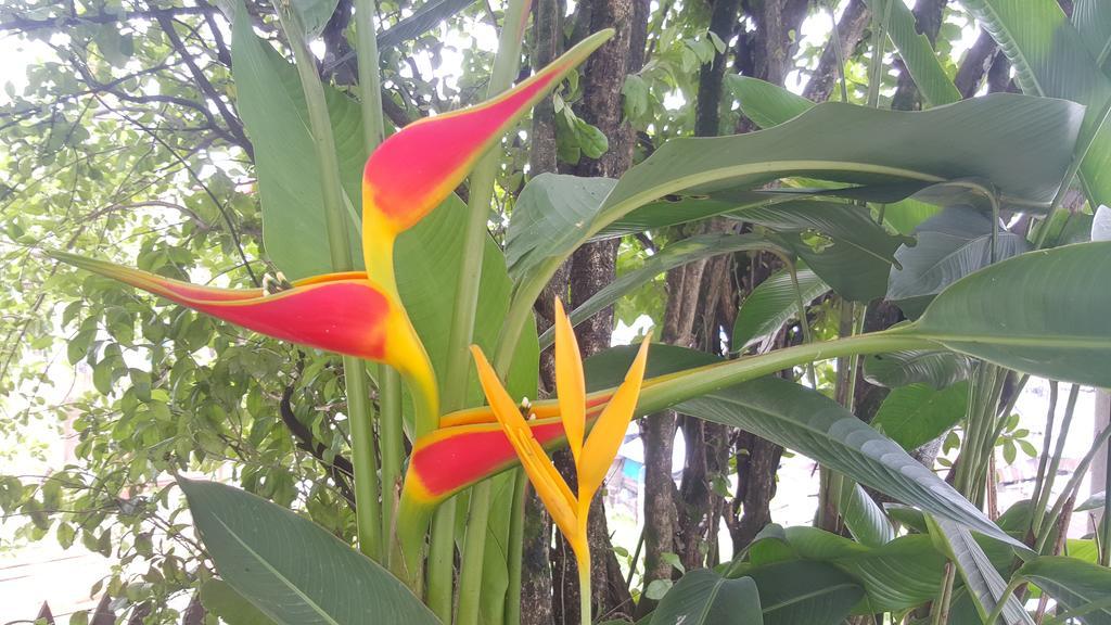 Hostal Maravilla Amazonica Икитос Экстерьер фото